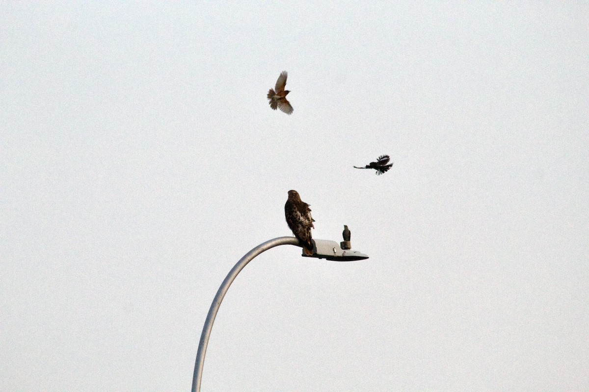 Red-tailed Hawk - ML638299714