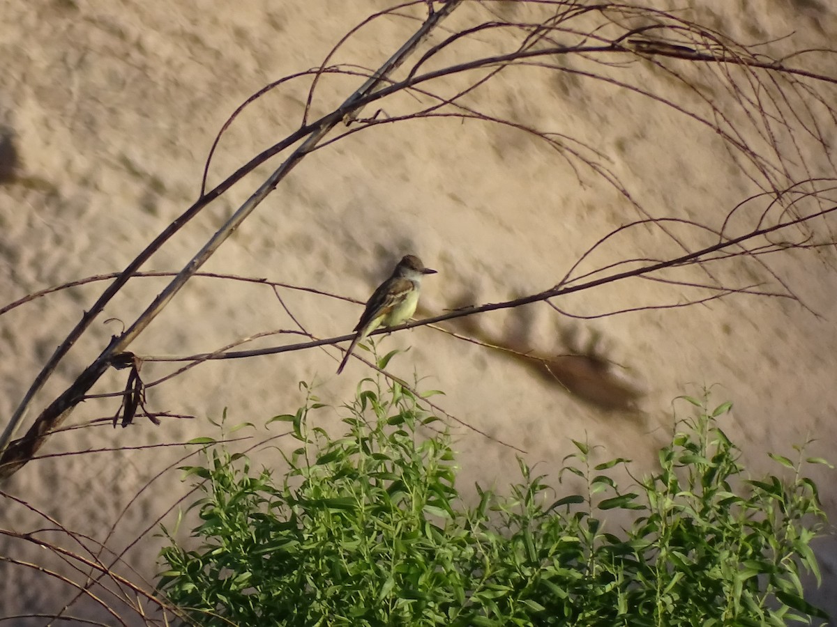 Brown-crested Flycatcher - ML638299723