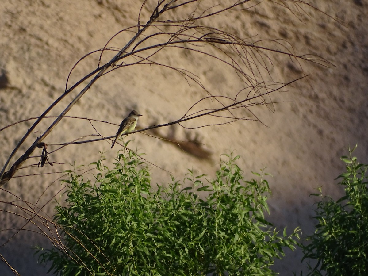 Brown-crested Flycatcher - ML638299724