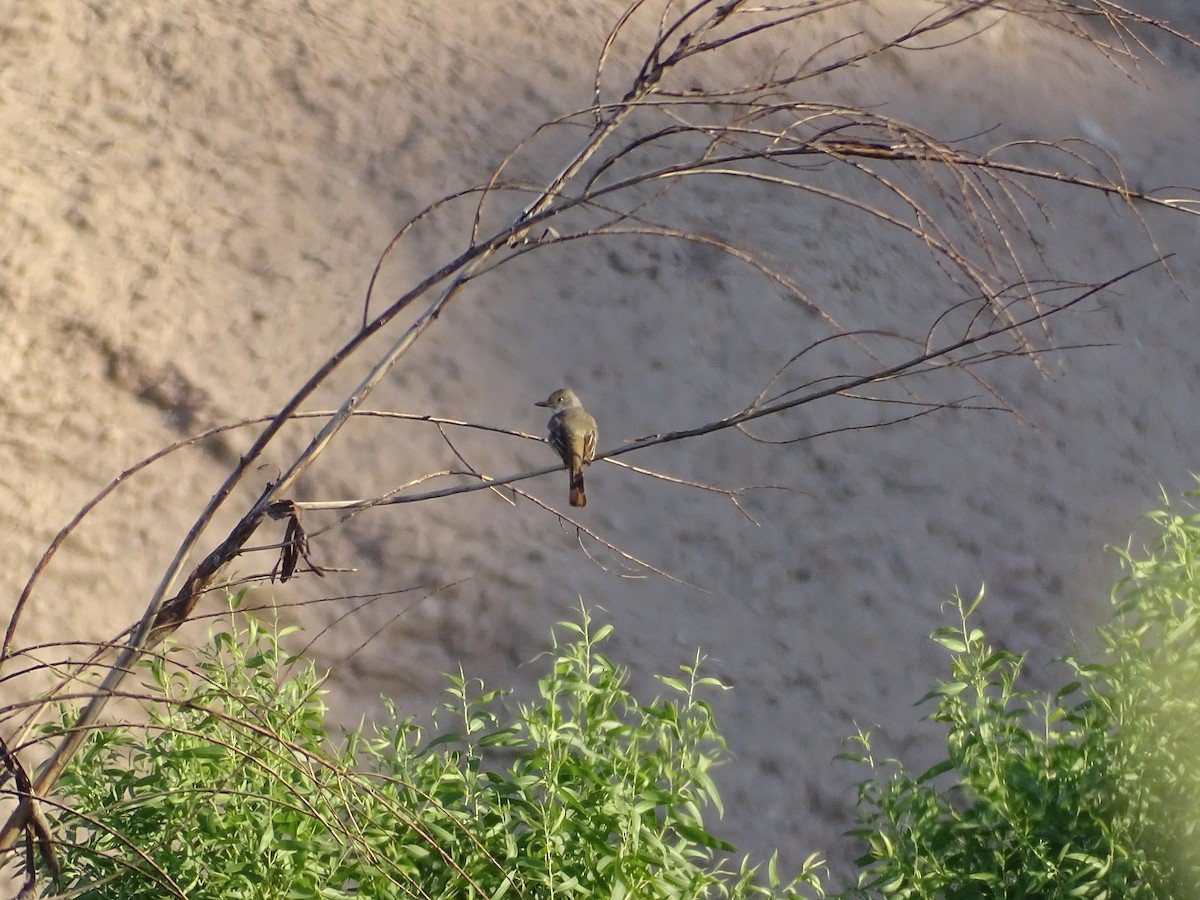Brown-crested Flycatcher - ML638299725