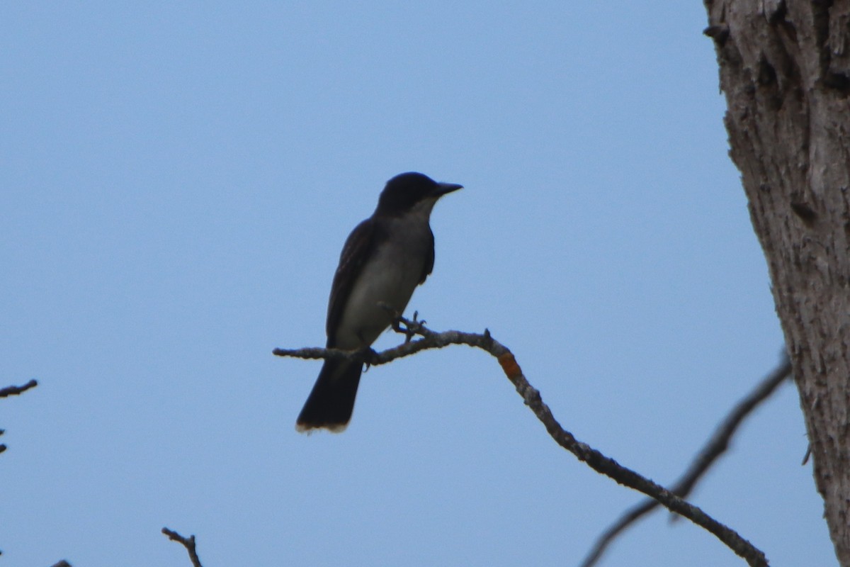 Eastern Kingbird - ML638299728