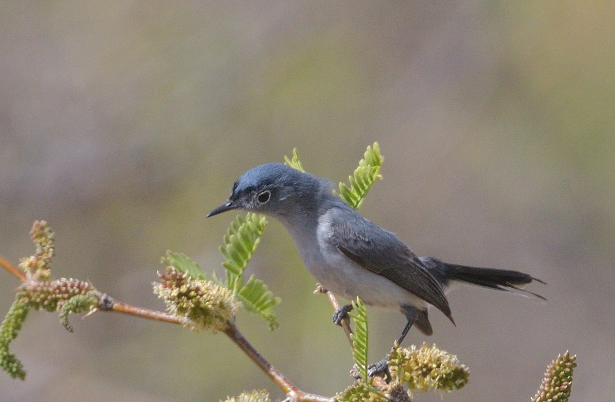 Blue-gray Gnatcatcher (Western) - ML638299729