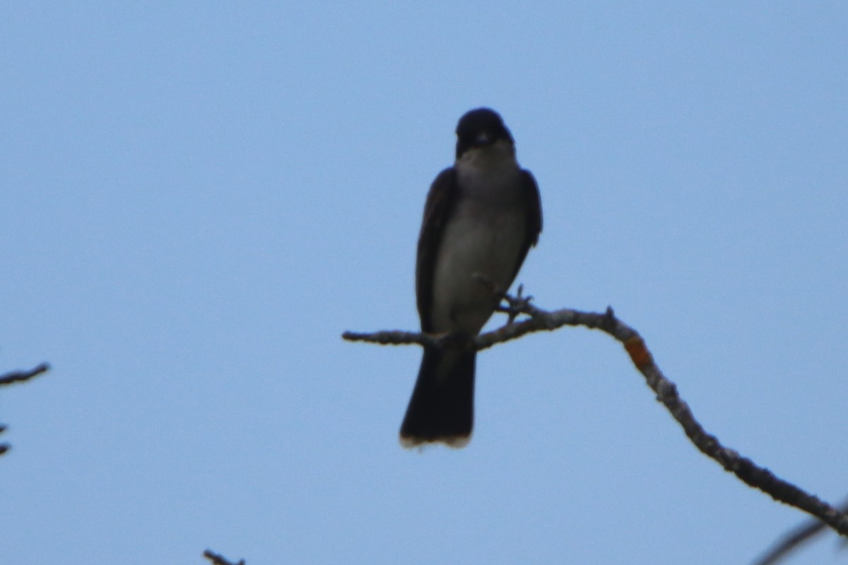 Eastern Kingbird - ML638299732