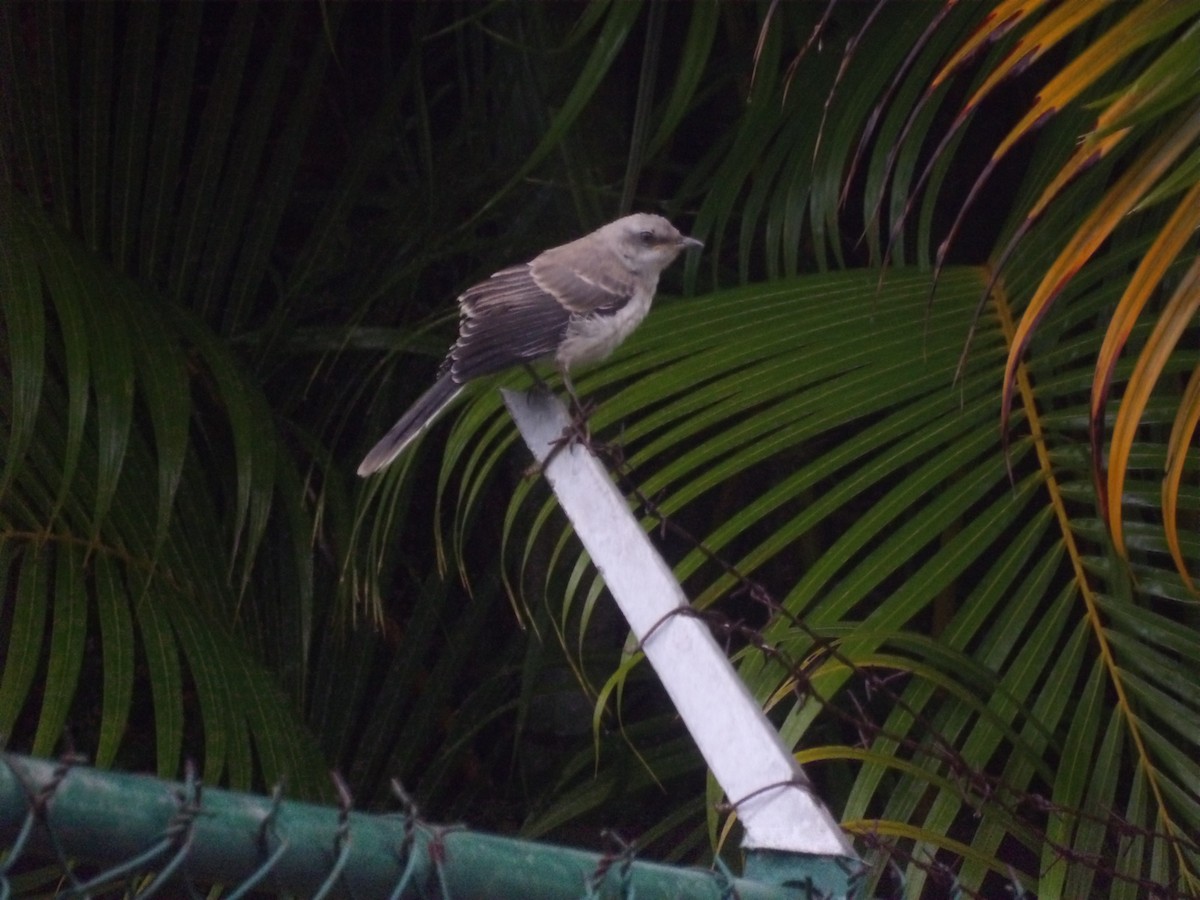 Tropical Mockingbird (Southern) - ML638299733