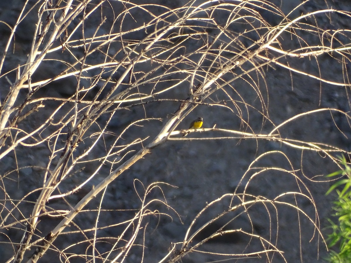 Yellow-breasted Chat - ML638299743