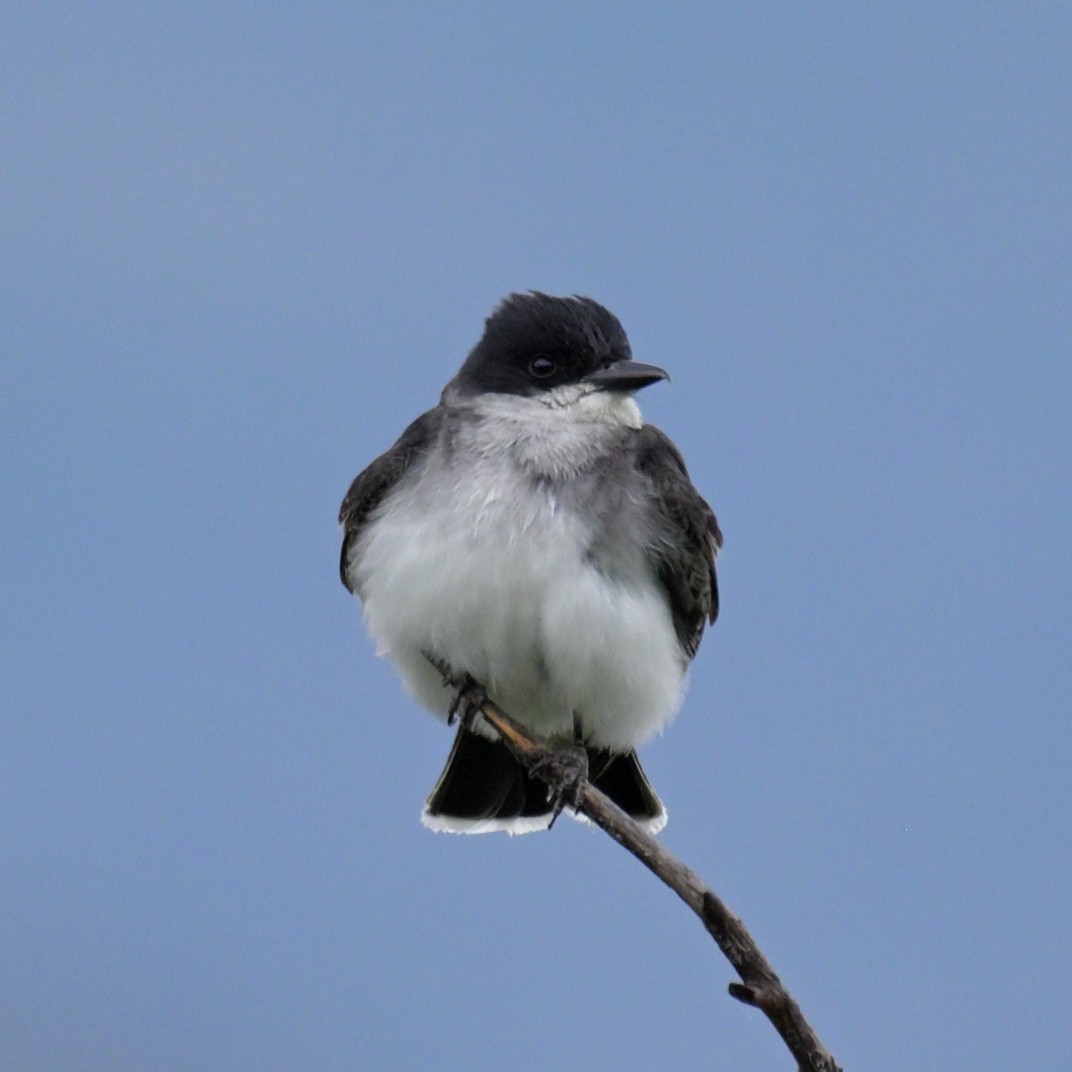 Eastern Kingbird - ML638299745