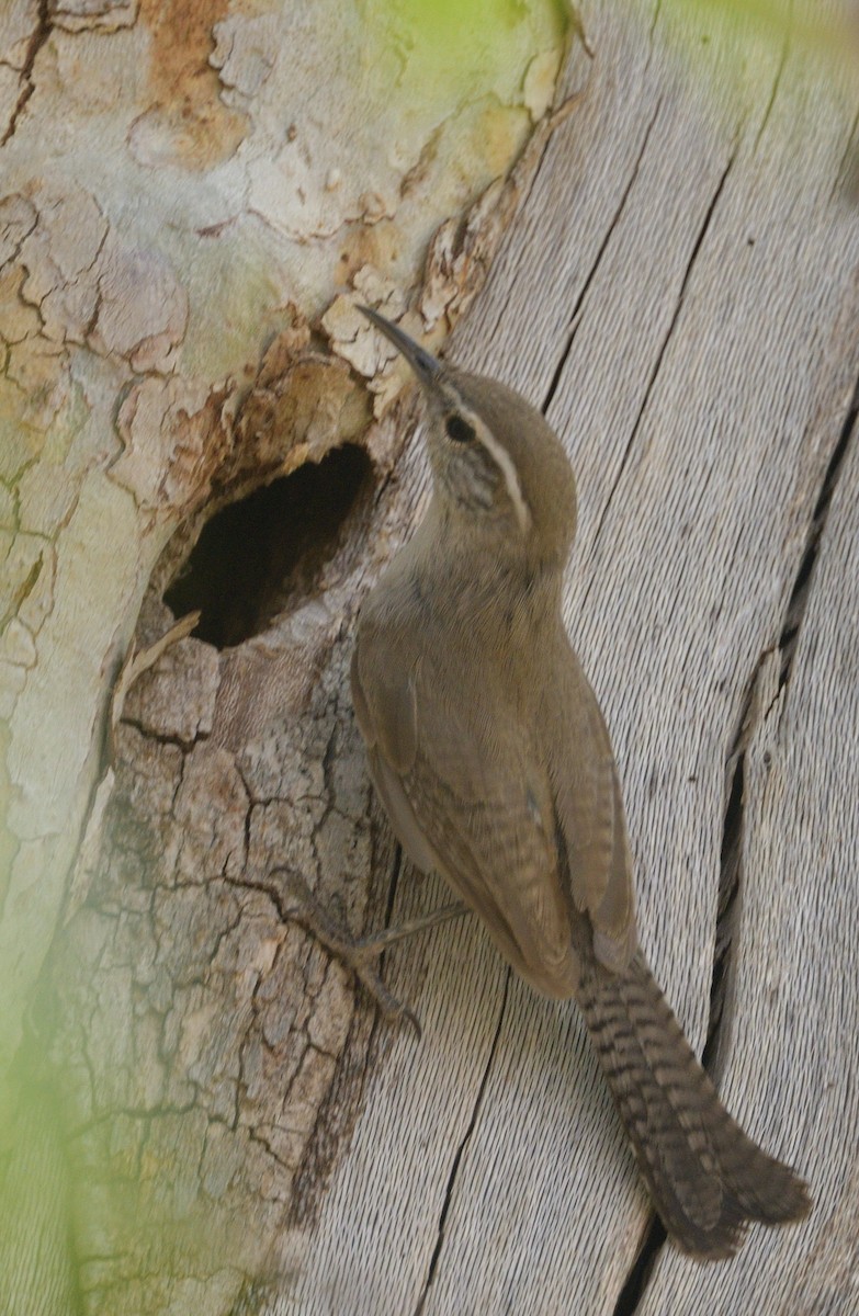 Bewick's Wren - ML638299747