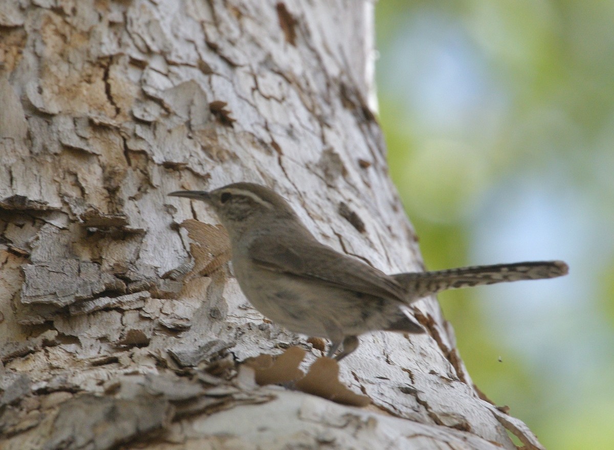 Bewick's Wren - ML638299755