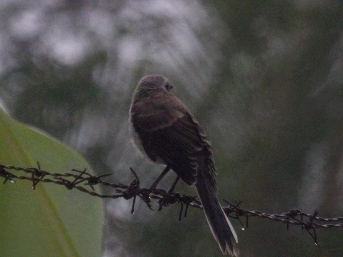 Tropical Mockingbird (Southern) - ML638299758