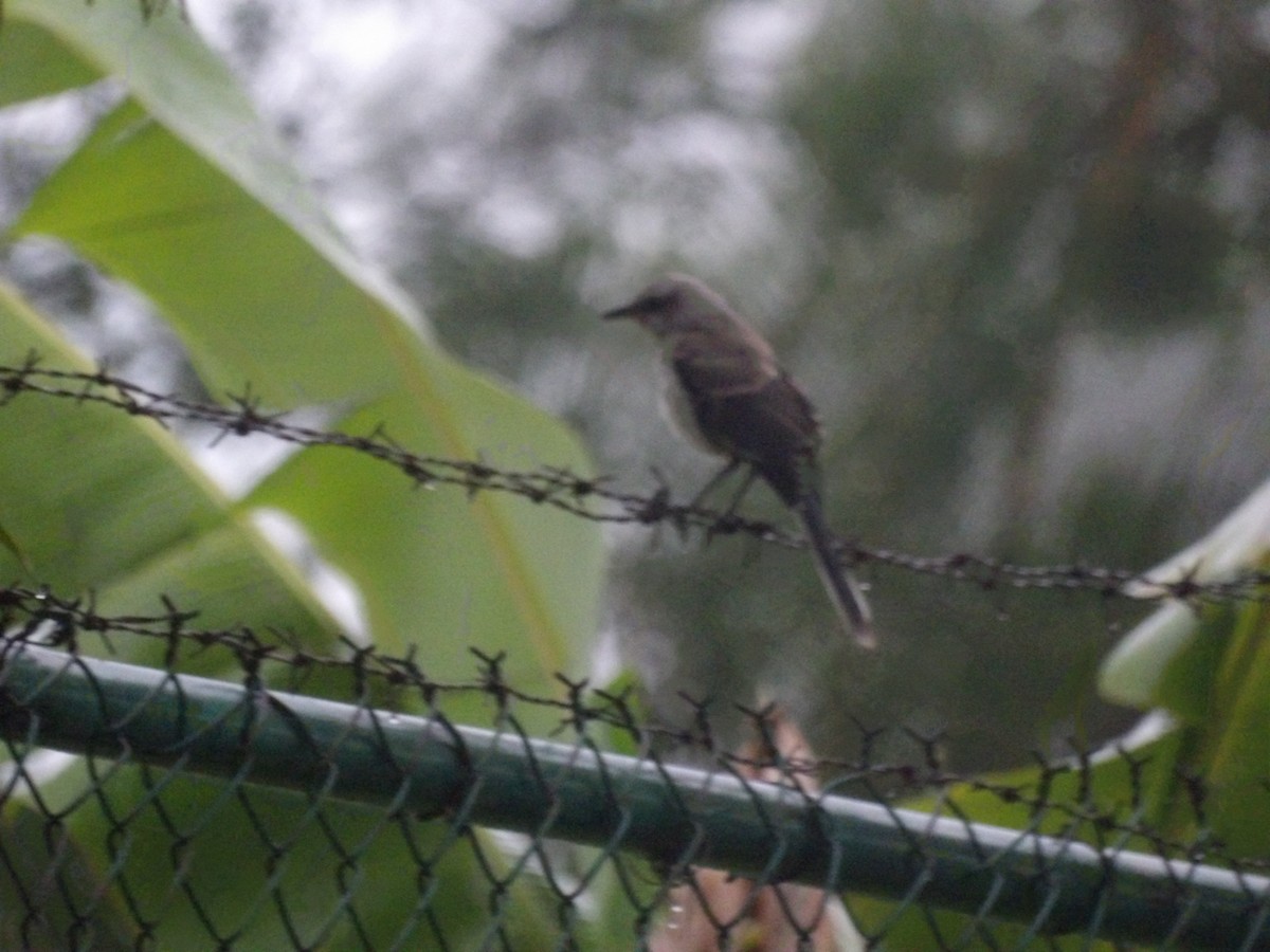Tropical Mockingbird (Southern) - ML638299761