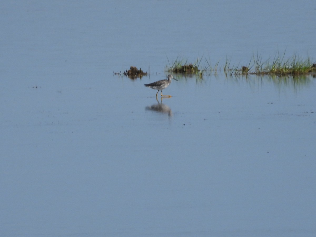 Greater Yellowlegs - ML638299764
