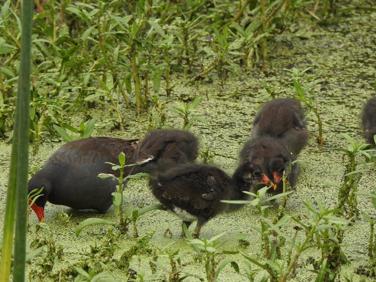 Common Gallinule - ML638299779