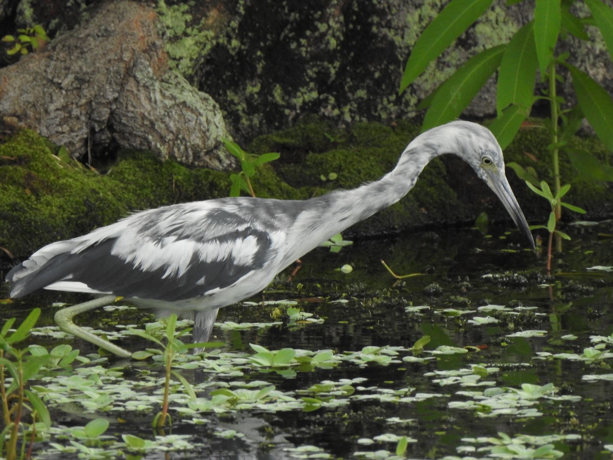 Little Blue Heron - ML638299788