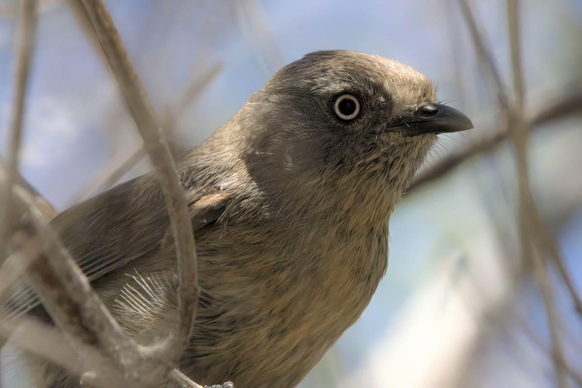 Wrentit - ML638299789