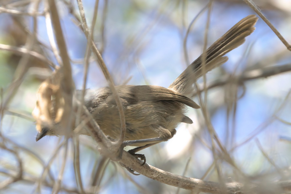 Wrentit - ML638299791