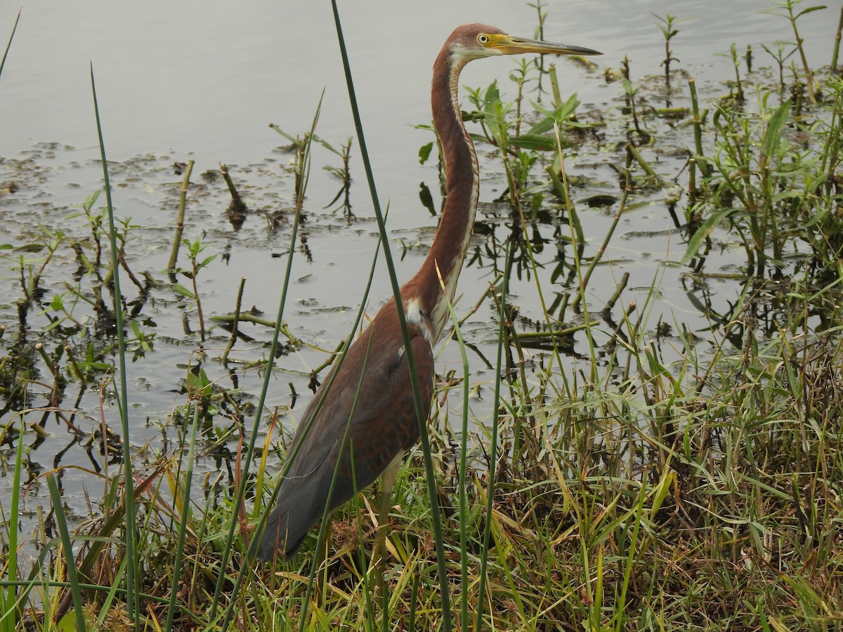 Tricolored Heron - ML638299794