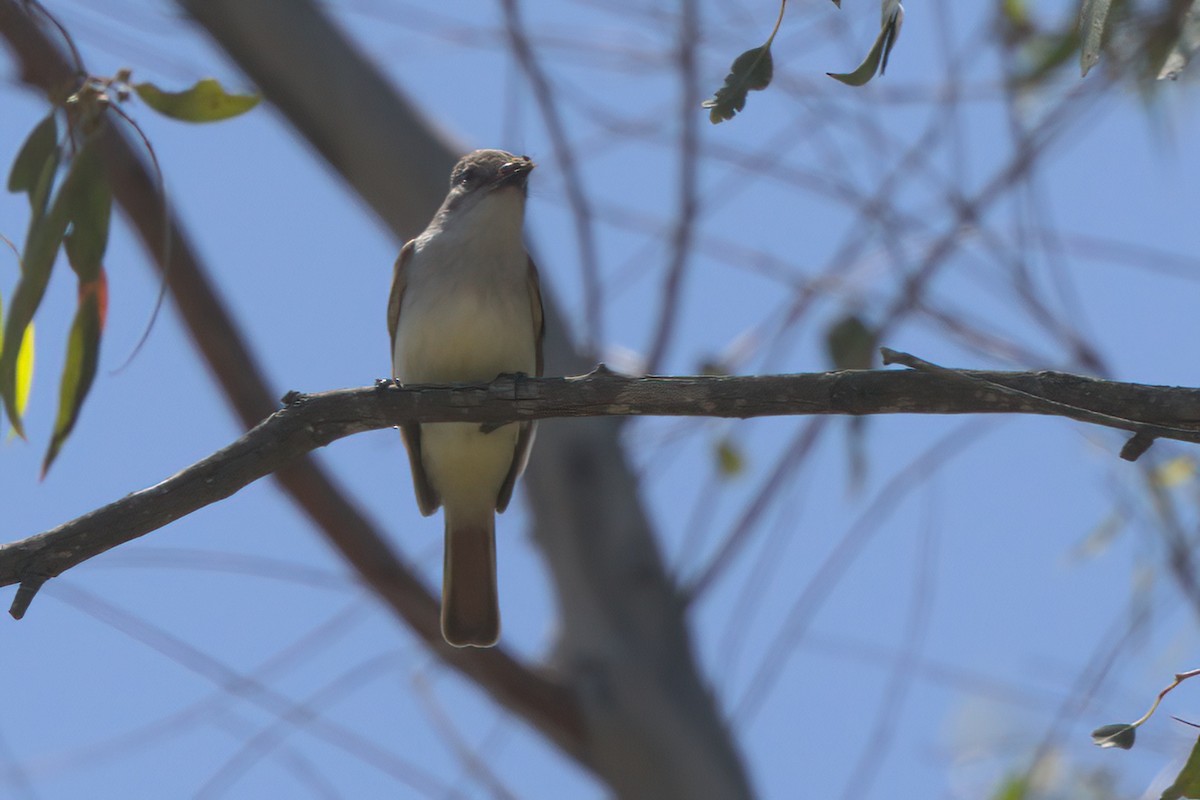 Ash-throated Flycatcher - ML638299795