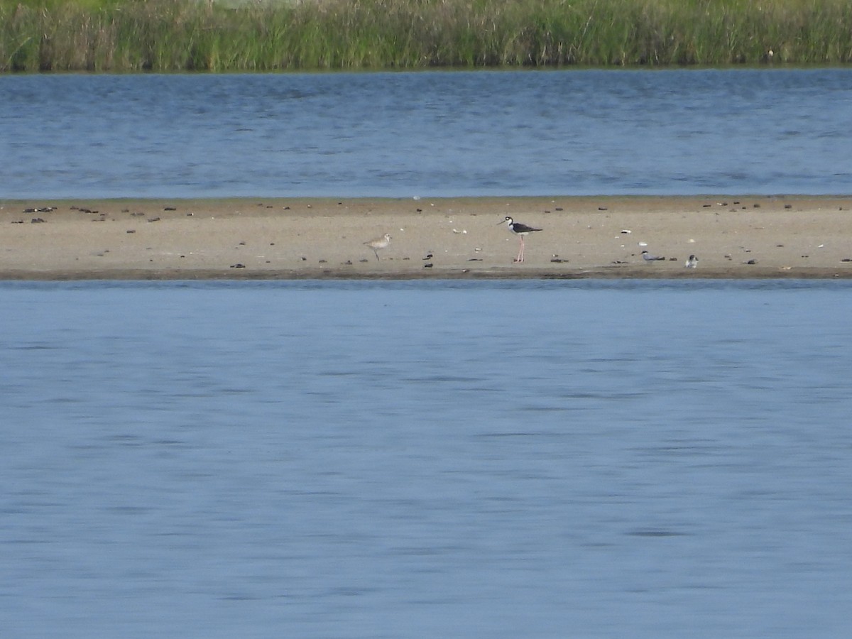 Black-bellied Plover - ML638299804