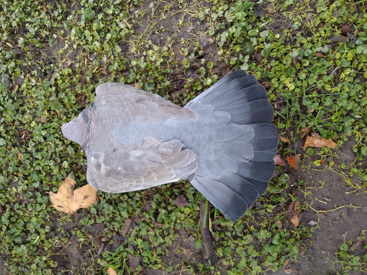 Picazuro Pigeon - ML638299808
