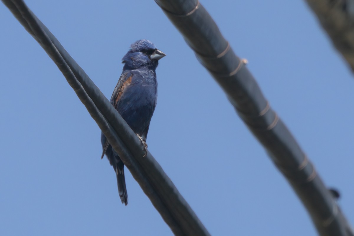 Blue Grosbeak - ML638299811
