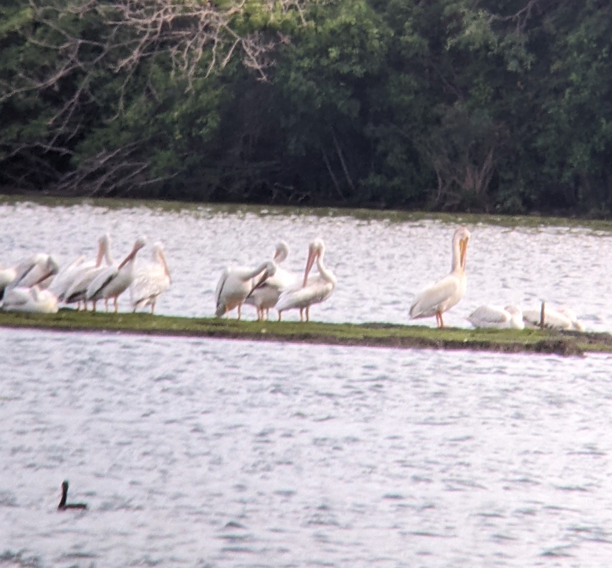 American White Pelican - ML638299816