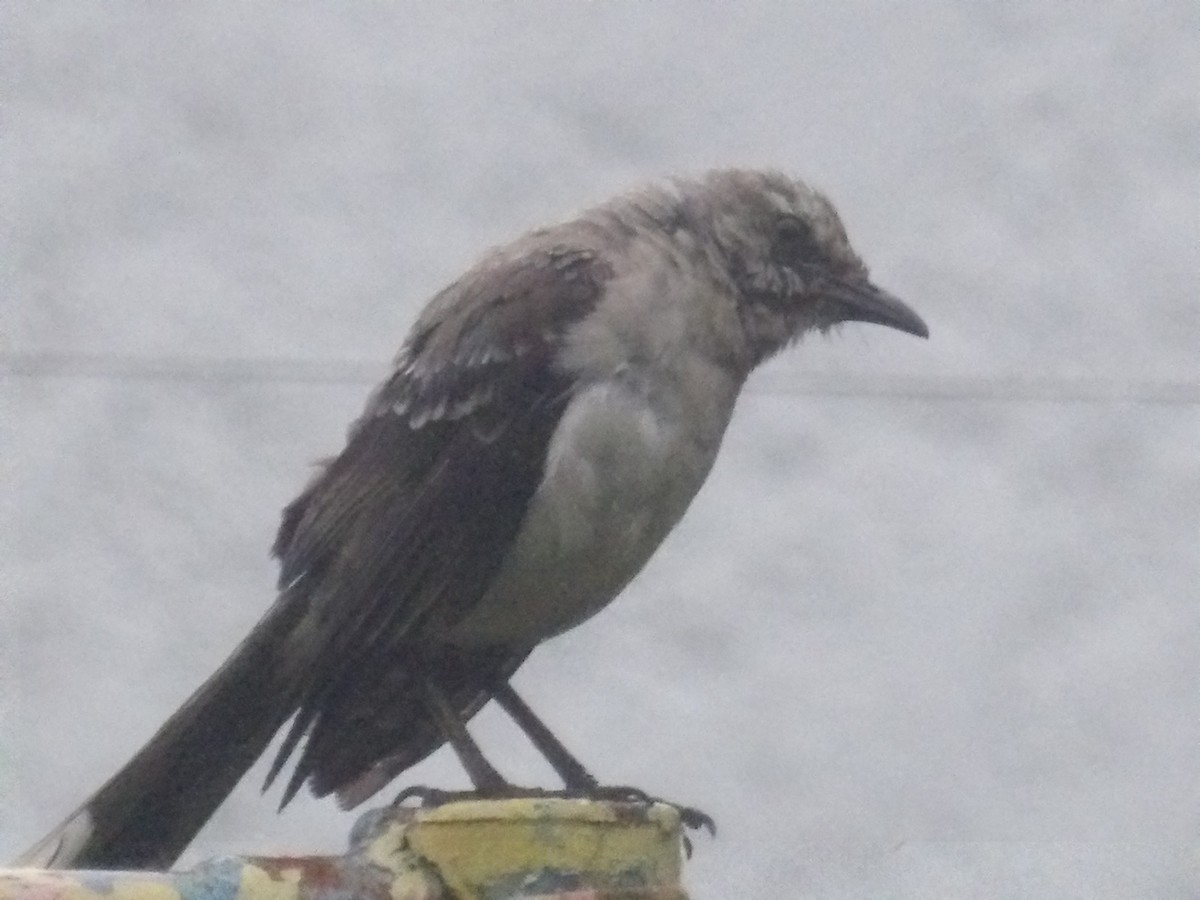 Tropical Mockingbird (Southern) - ML638299838