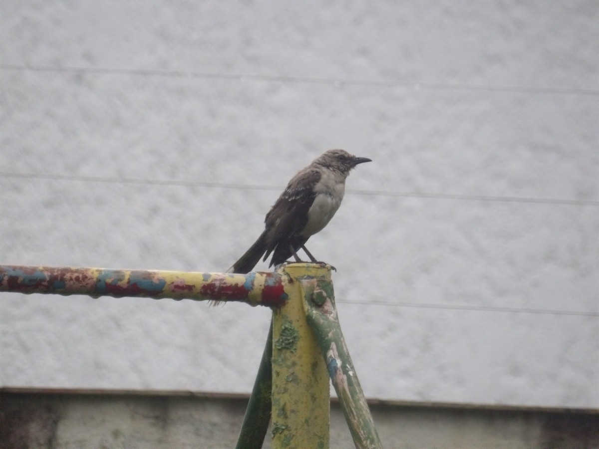 Tropical Mockingbird (Southern) - ML638299839