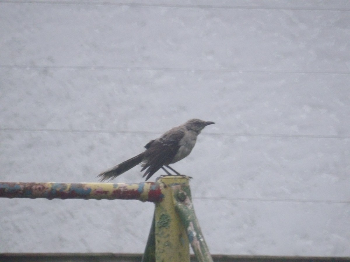 Tropical Mockingbird (Southern) - ML638299841
