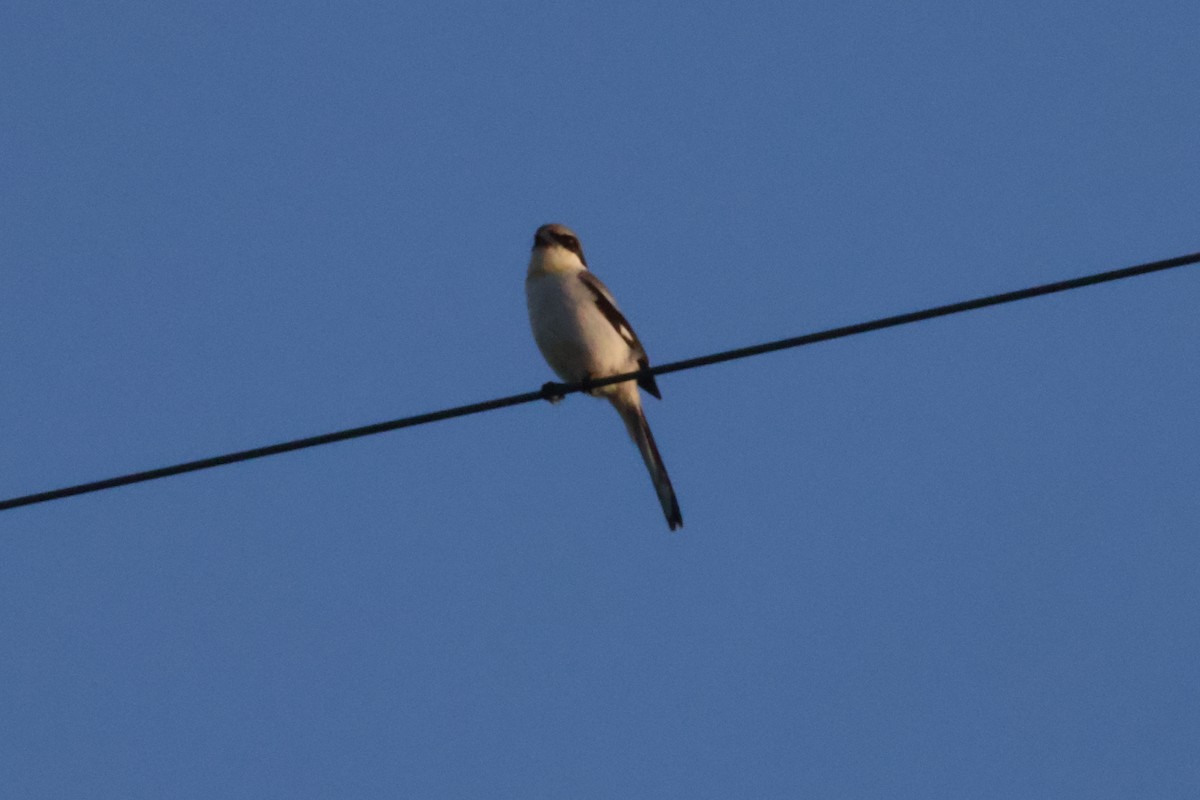Loggerhead Shrike - ML638299843