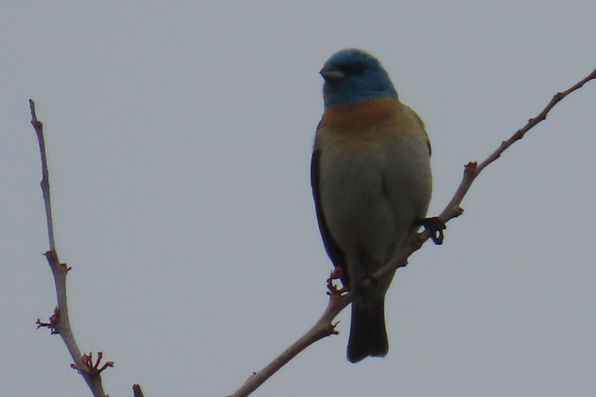 Lazuli Bunting - ML638299844