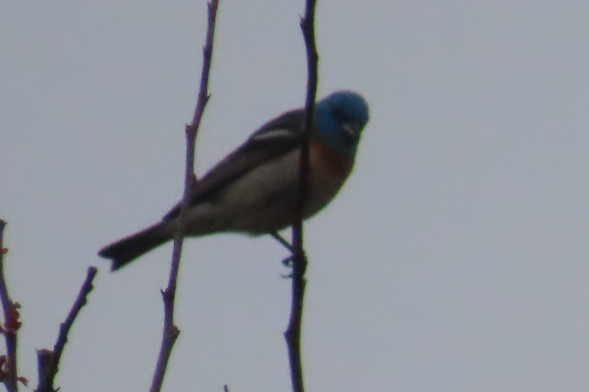 Lazuli Bunting - ML638299846