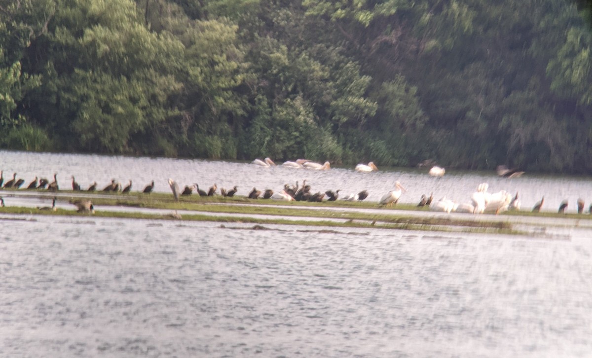 American White Pelican - ML638299850
