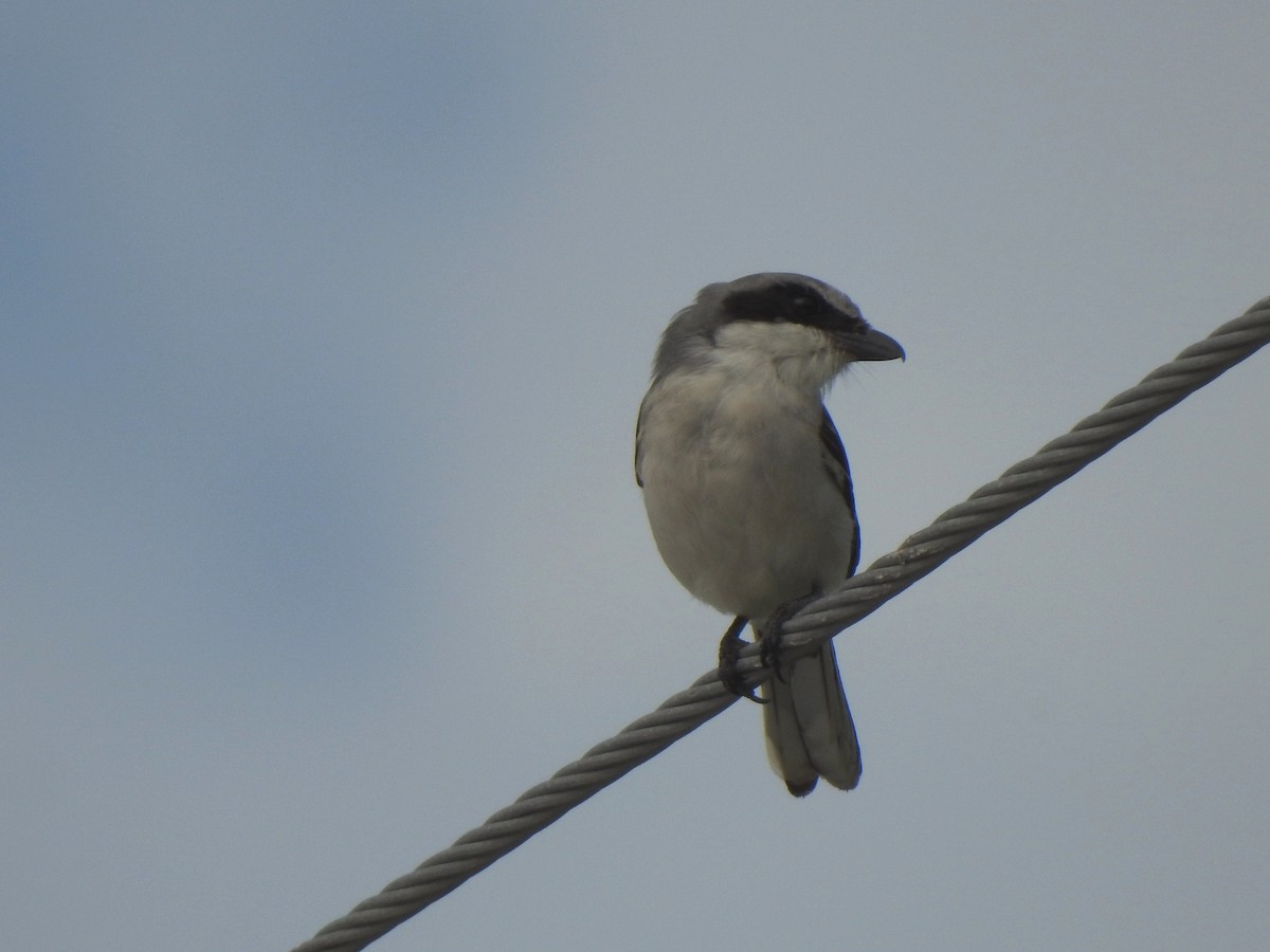 Loggerhead Shrike - ML638299851