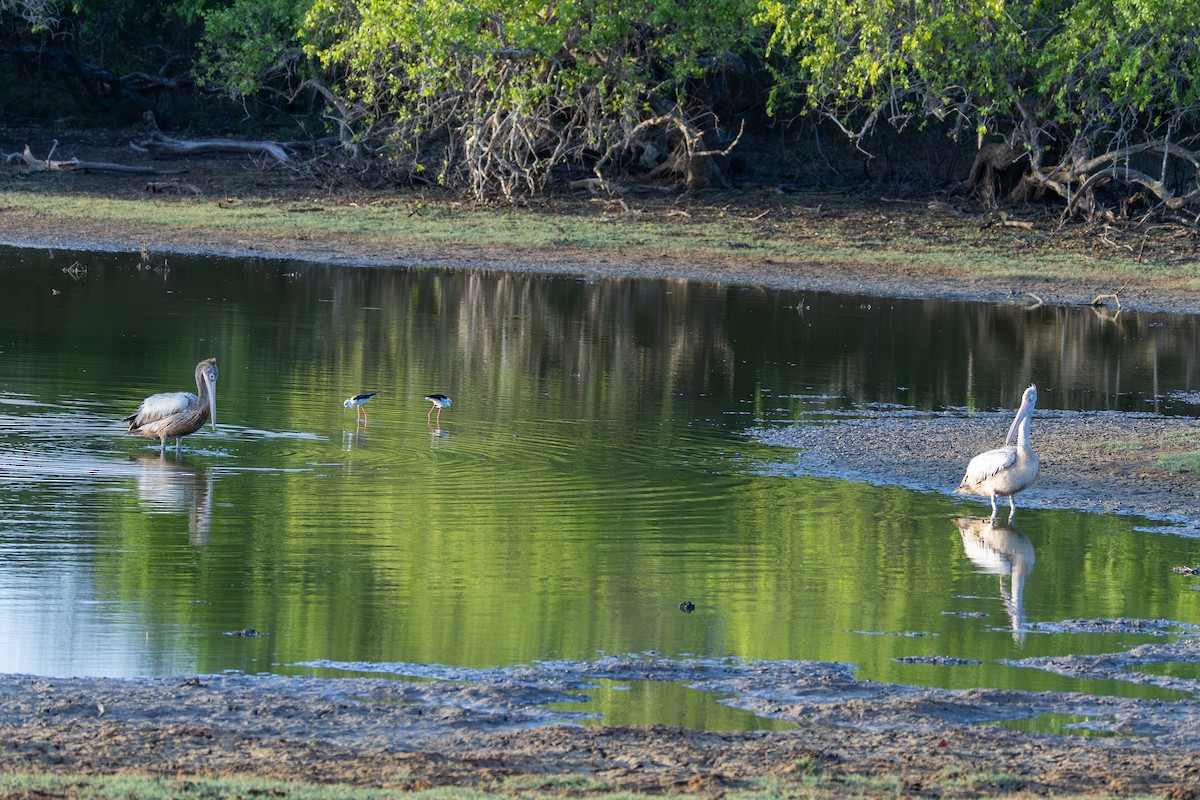 Spot-billed Pelican - ML638299859