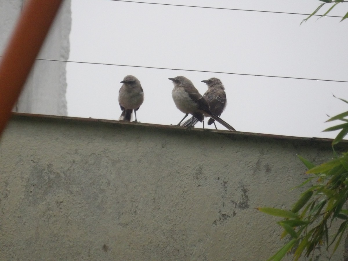 Tropical Mockingbird (Southern) - ML638299860