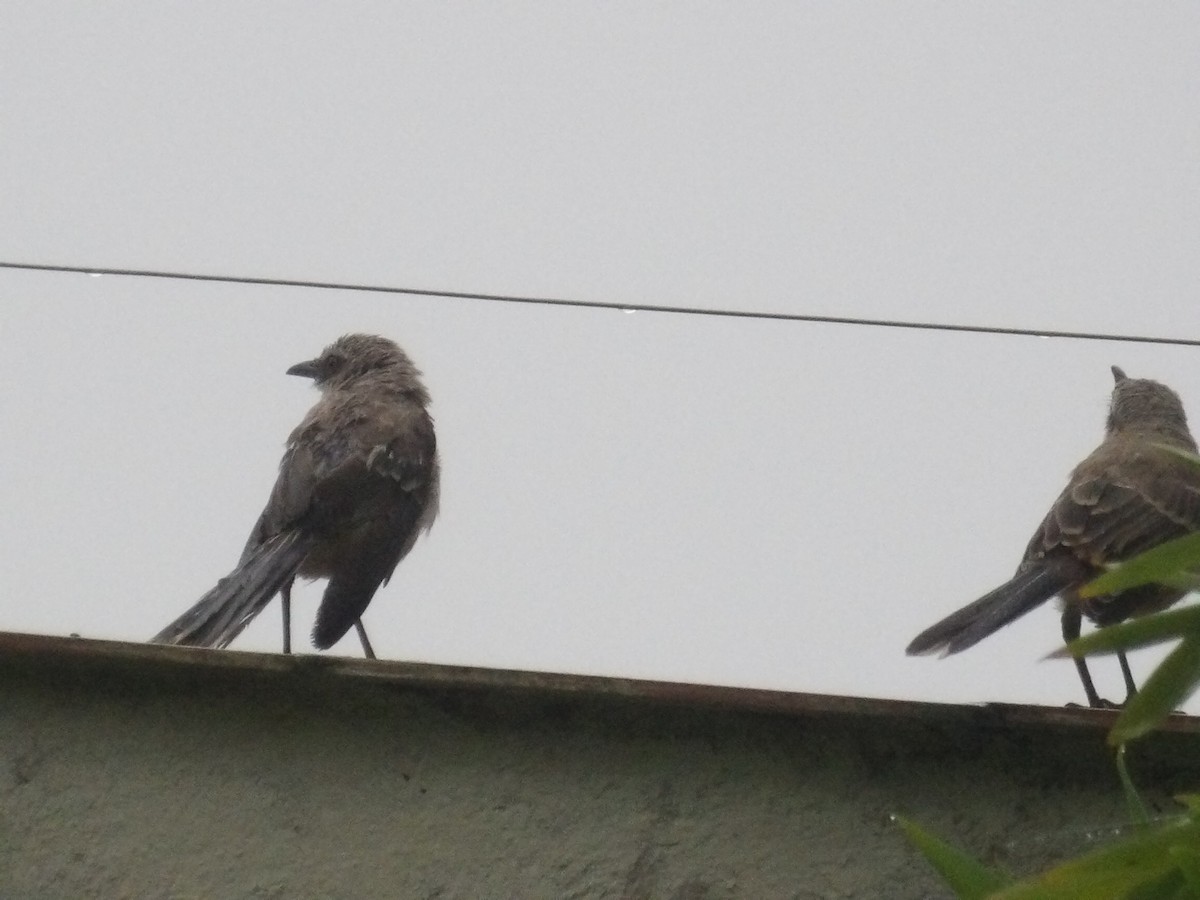 Tropical Mockingbird (Southern) - ML638299866