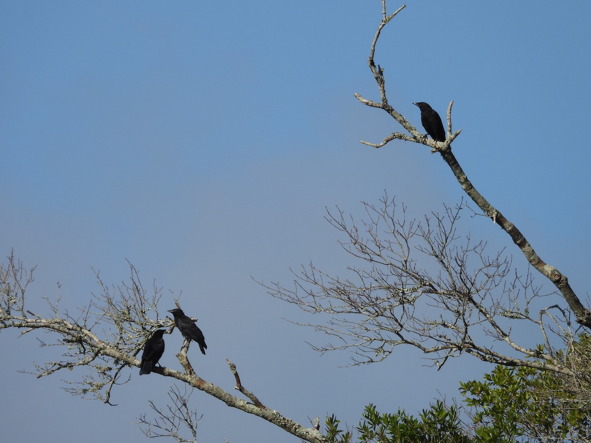 Fish Crow - ML638299871