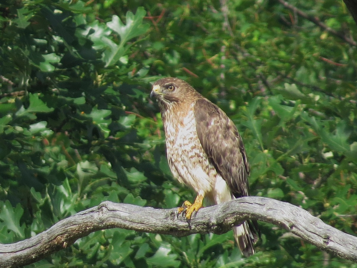 Broad-winged Hawk - ML638299872