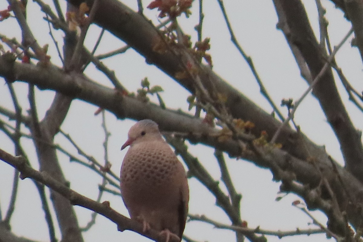 Common Ground Dove - ML638299876