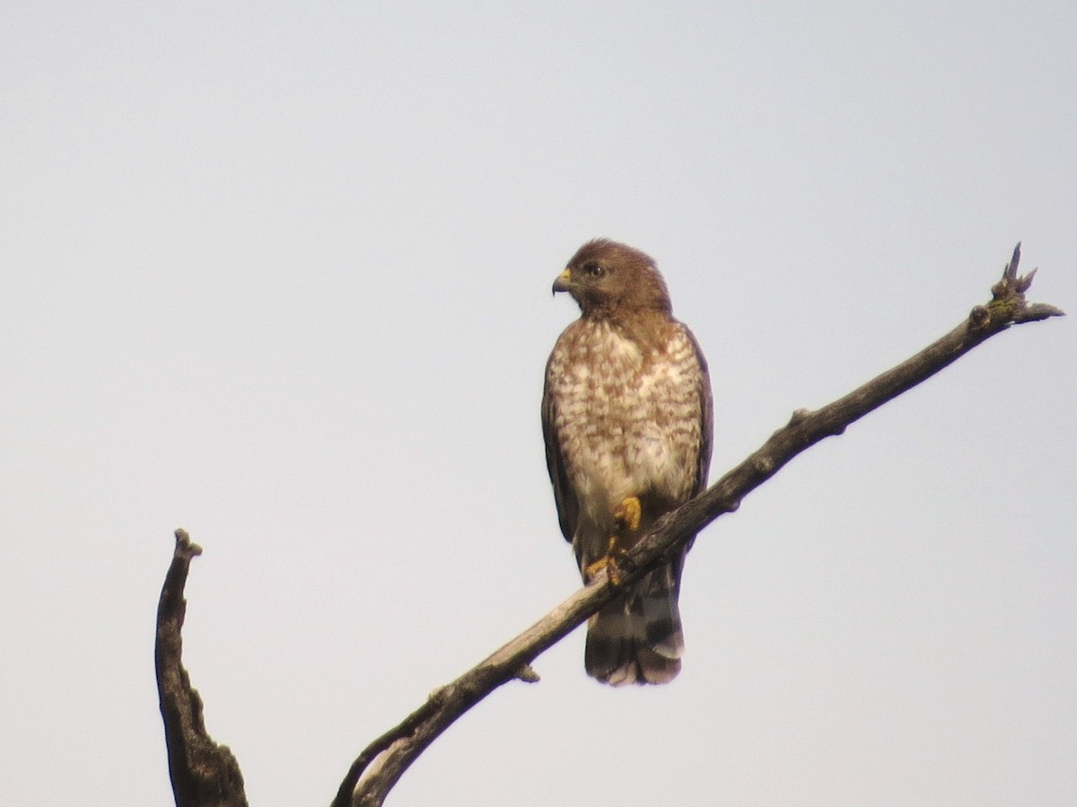 Broad-winged Hawk - ML638299877