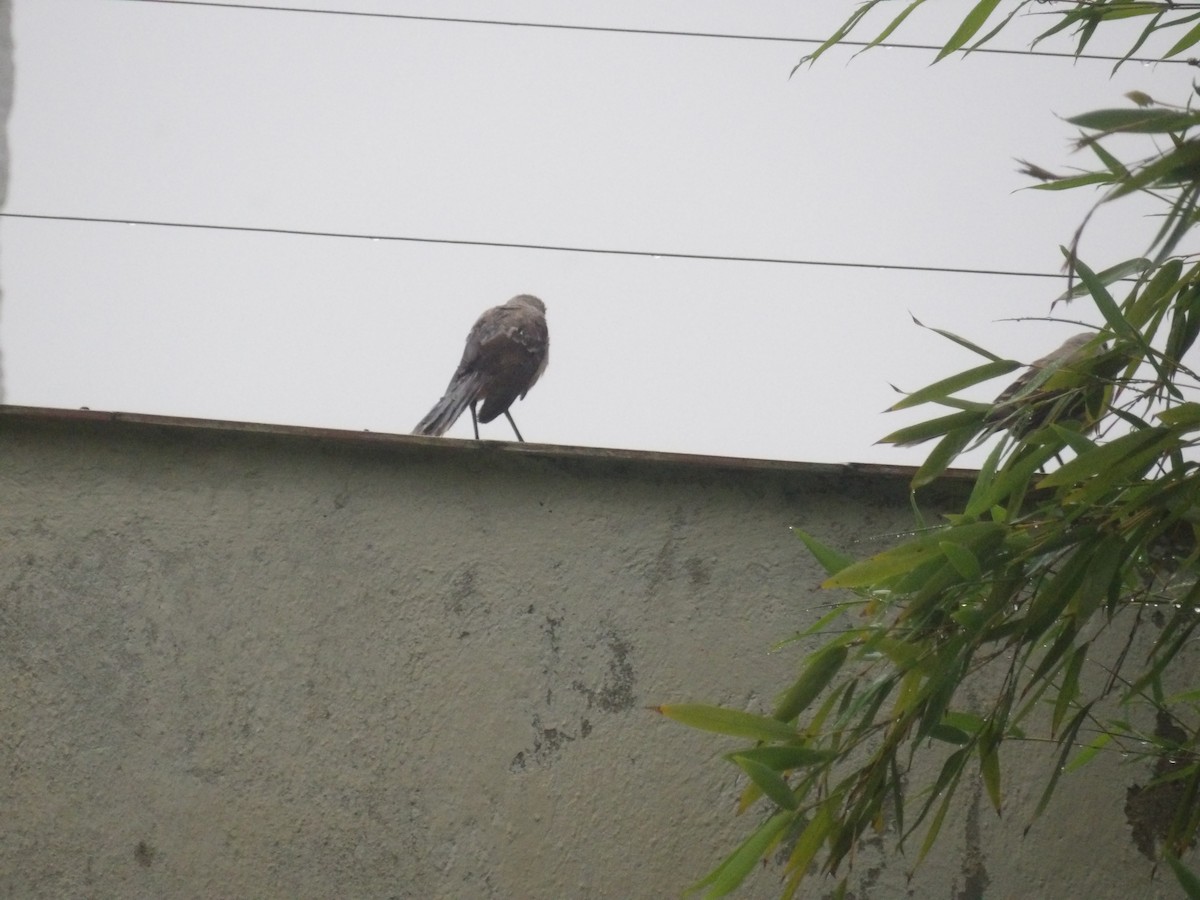 Tropical Mockingbird (Southern) - ML638299878