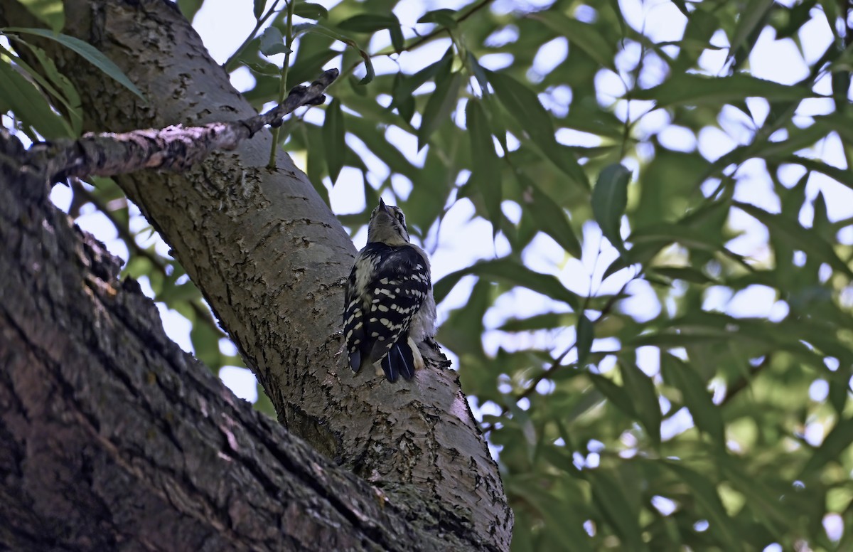 Downy Woodpecker - ML638299879