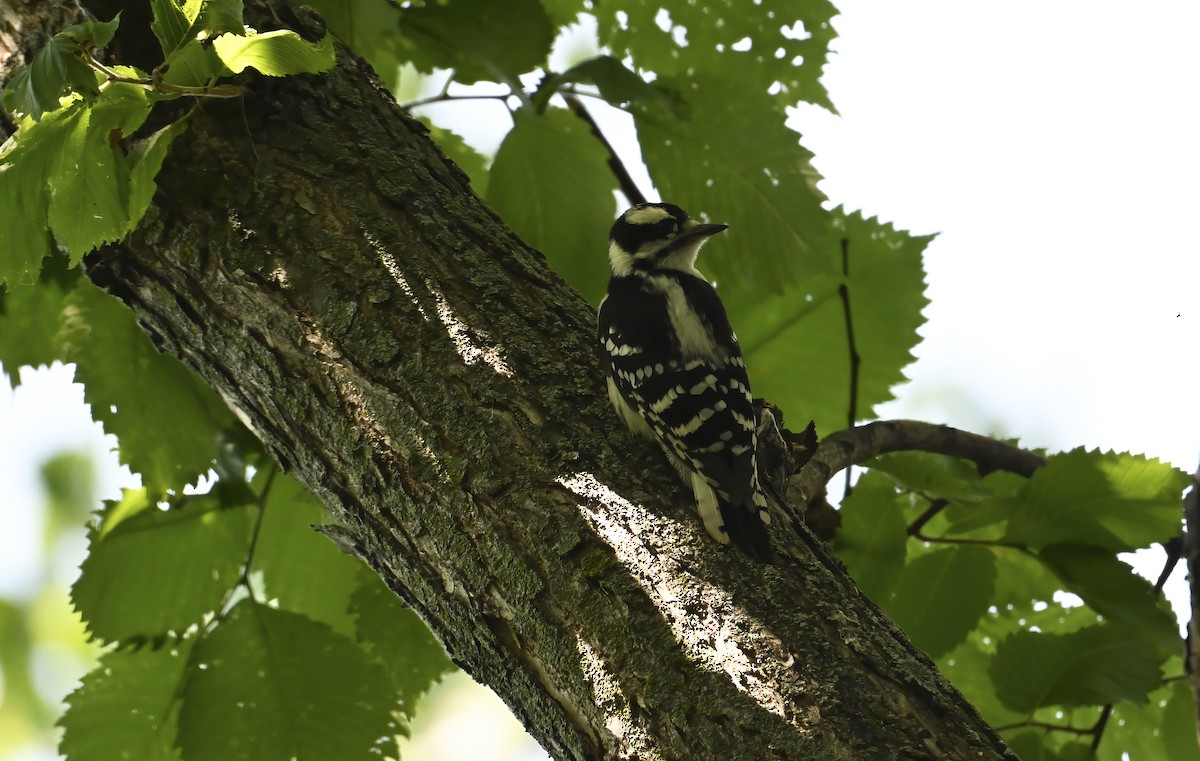 Downy Woodpecker - ML638299880