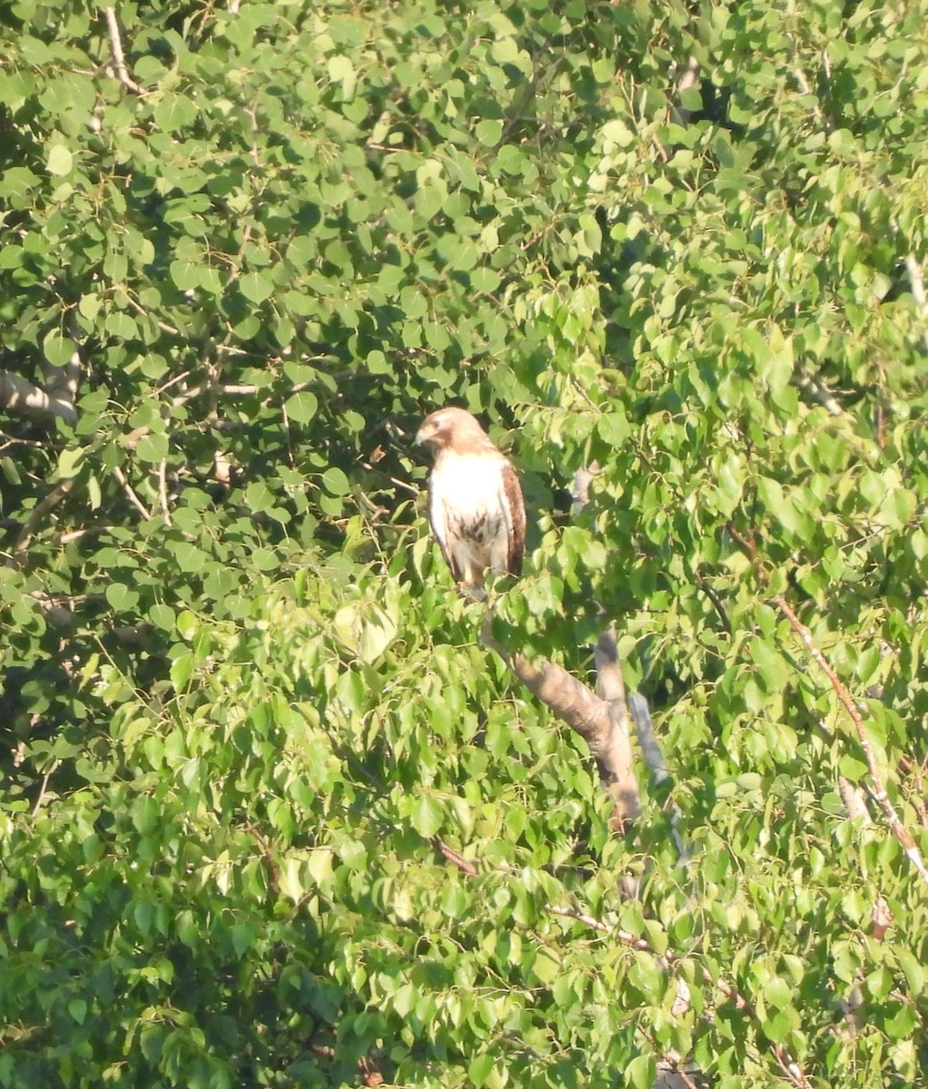 Red-tailed Hawk - ML638299882