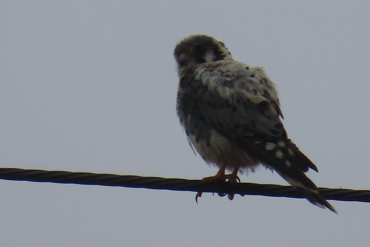 American Kestrel - ML638299884