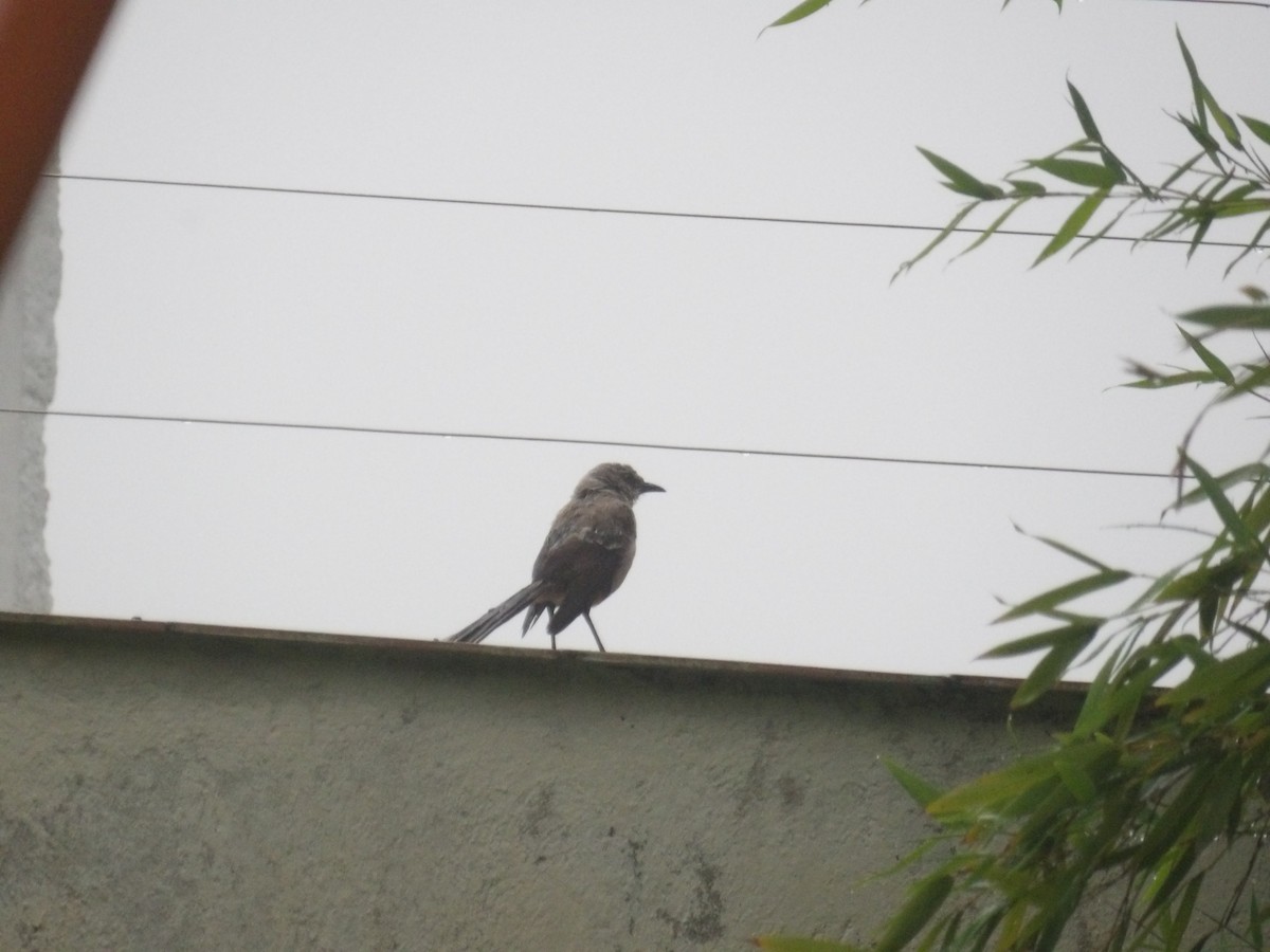 Tropical Mockingbird (Southern) - ML638299889