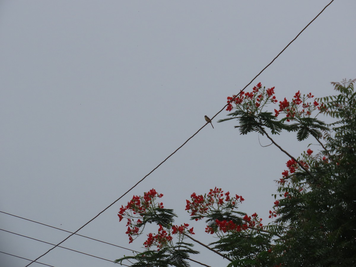 Prinia Cenicienta - ML638299894