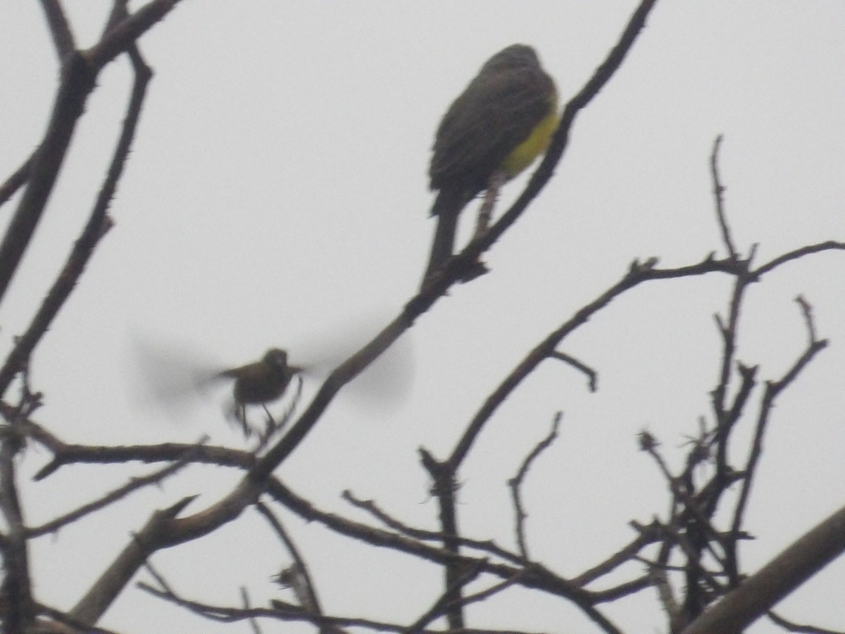 Tropical Kingbird - ML638299900