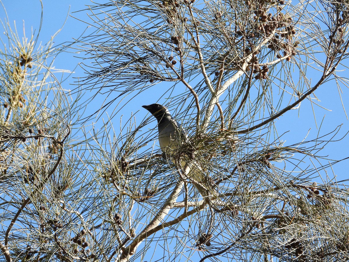Black-faced Cuckooshrike - ML638299902