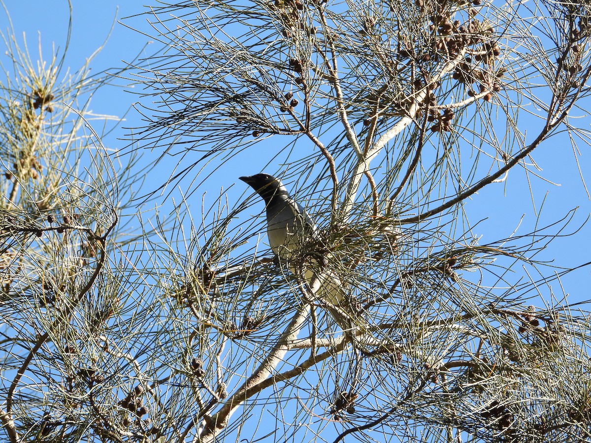Black-faced Cuckooshrike - ML638299903